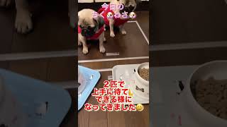 今日のちく🐶わさ🐶#shorts #dog #pug #可愛い #パグ #パグ大好き #犬のいる生活 #愛犬 #犬 #癒し #かわいい #子犬 #餌 #かわいい犬