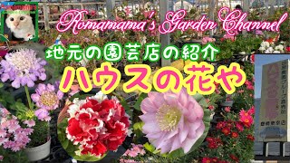 【園芸店】地元の園芸店　ハウスの花やのご紹介　#ガーデニング　＃花