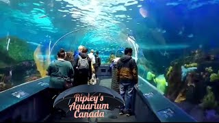 Visit with us Ripley's Aquarium of Canada, Toronto Ontario | Ripley's Aquarium full tour | Aquarium