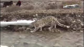 Snow leopard meet tibetan mastiffs