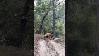 A rare sight  🐅#tiger #mating #kanhanationalpark #aarzookhurana #shortvideo  #wildlife #short