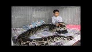 Bu Çocuk Bir Yılanı Ölümden Kurtardı.. 9 Yıl Sonra Yılanın Ne Yaptığına Bakın. İNANILMAZ İNANILMAZ