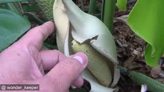 Grow Amazing Monstera deliciosa for Fruits  Production