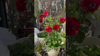 【HD動画】2025年1月10日  冬の花が咲いています。 #flowers #garden #癒し#自然 #naturelovers #薔薇は美しく散る #ばらの花 #rosegarden