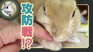 「頭を撫でて欲しいウサギ🐰」と「前足に触りたい飼い主🙄」‍の攻防🥊【 ウサギのだいだい 】　2021年5月14日