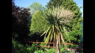 How to grow Palm trees outside in the UK - spring trim off old leaves