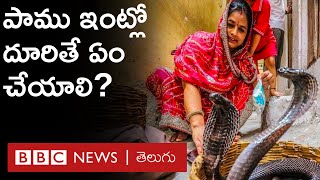 Snakes : ఇంట్లోకి పాములు రాకుండా ఏం చేయాలి? వస్తే ఏం చేయాలి? పాము కరిస్తే ఏం చేయాలి? | BBC Telugu