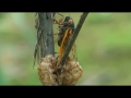 Cicada fungal disease Massosporum