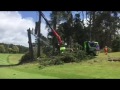 North Shore Golf Club - pine removal