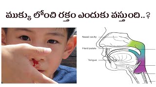 ముక్కు లోంచి రక్తం ఎందుకు వస్తుంది..? | Nose Blood Bleeding Reasons in Telugu || Be Healthy || CE TV