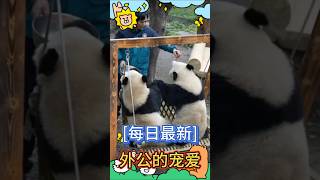 [每日最新]👴外公的宠爱！😊🐼渝可渝爱 #大熊猫 #my cute panda