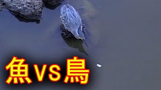 【魚vs鳥】魚釣りをする鳥