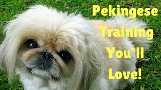 *Pekingese Training in Five Days - FREE MINI-COURSE*