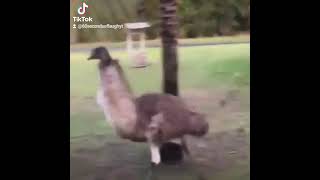 Man Fucks Ostrich