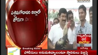 Cocks Fighting Start On Undi MLA Sivarama Raju In WestGodavari Dist || LIve Updates - Mahaa News