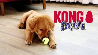 KONG Squeakair Ball - Squeaky Tennis Ball Dog Toy