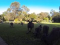 australian western grey kangaroos