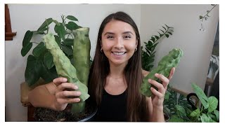 Totem Pole Cactus Propagation | Lophocereus Schottii