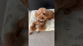 사람과 개가 쳐다만 봐도 서로에게 이것이 나온다? #사랑스러운강아지 #귀여운강아지 #설채현 #cute #poodle #shorts