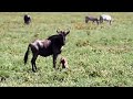 wildebeest giving birth