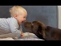 Sweetest Reunion Ever! Baby and Dog's Cutest Moment After Some Time Apart!