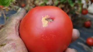 20200925 - I Like Celebrity Tomatoes - Determinate Variety