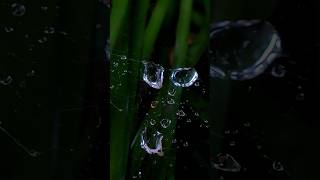 Rain Droplets on Spider Web || Rayleigh Instability #shorts #nature #wonderful #viral #trending