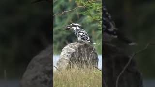 நஞ்சராயன் பறவைகள் சரணாலயம்|Nanjarayan Tank Birds sanctuary- Tiruppur| Sarkar Koolipalayam reservoir