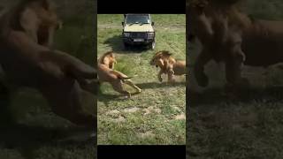 Lion Fight causes Dent in vehicle at Serengeti National Park.