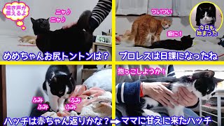 ＜2匹の猫通信＞「ほっこりライブ」お尻トントンに声が震えるめめちゃん！ふみふみした後ママに甘えるハッチ！2021 02 02 Cat live Stream in Japan -Cat Life TV