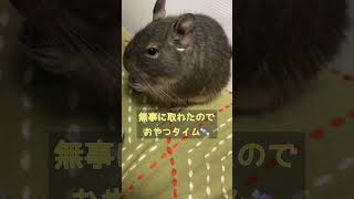 いたずらでんちゃん。今日はテープを付けて参上。＃デグー