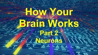 How  Your Brain Works 2: Neurons