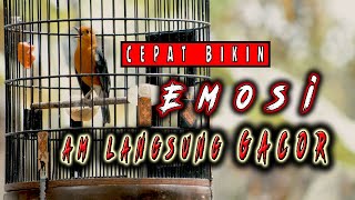 Tingkatkan Emosi Anis Merah Anda Dengan Video Ini