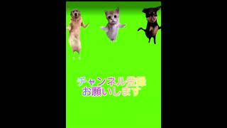 【再現】猫ミームでビリーブ再現してみた#バズれ #伸びろ #おすすめ #おすすめにのりたい #shorts