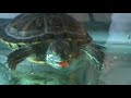 feeding aquatic turtles