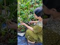 കൊത്തമര വിളവെടുപ്പ് cluster beans harvest