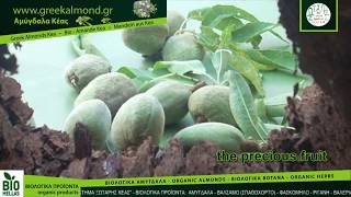 GREEK ALMONDS - ΕΛΛΗΝΙΚΑ ΑΜΥΓΔΑΛΑ