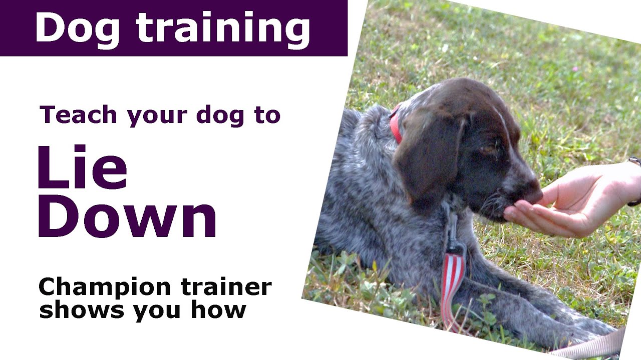 How To Teach A Dog To Lie Down | Expert Puppy Training Advice - YouTube