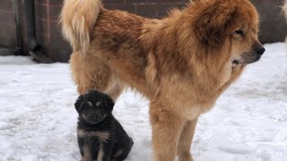 Покусала Папу, пососала маму, полизала снег. Так прошла первая прогулка полуторамесячного щенка.