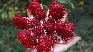 Ինչպես Գեղեցիկ Կտրել Նուռը - How to Peel and Cut a Pomegranate - Heghineh Cooking Show in Armenian