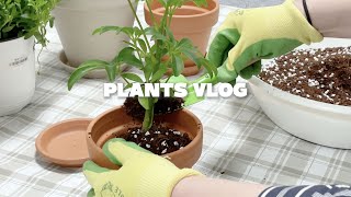 초보 식집사 Vlog🌱 l 식물 분갈이ㅣ식물 다이어리ㅣ아이패드 다이어리 만들기ㅣ아이패드 에어 5세대ㅣ식물 물주기ㅣ울란지 삼각대 리뷰📷 #식집사 #플랜테리어 #Vlog