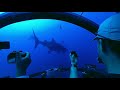 Mexico Expedition C-Explorer 5 - Whale Shark Diving