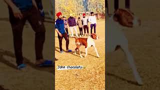 #pakistani bully#bully kutta#fight#bullydog fight video#dogstatus#doglover#viral#shortvideo