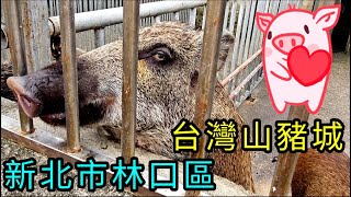 〔新北市林口區〕台灣山豬城｜小型動物園，互動區很有趣  2023.08.06