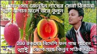 ফল সহ মিয়াজাকি গাছ? এবার বর্ষা তে বিদেশি গাছ লাগান সেটাও আবার সঠিক দামে । ছাদবাগান ভরিয়ে তুলুন