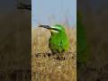 Nature’s Beauty Unveiled: Blue-cheeked Bee-eaters in Azerbaijan #shorts #beautifuloversland