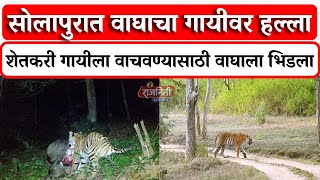 Barshi Tiger News : सोलापुरात वाघाचा गायीवर हल्ला शेतकरी गायीसाठी वाघाला भिडला। Rajniti News