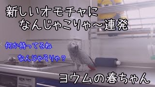 ヨウムの春ちゃん47 ペットボトルポンプをみて「なんじゃこりゃ」