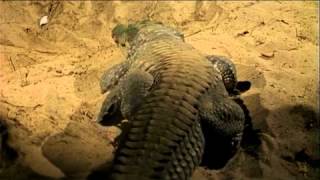 Muggers Of Spice Island / Quest For The Mugger Crocodile