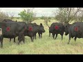 Texas rancher develops app to track cattle herd